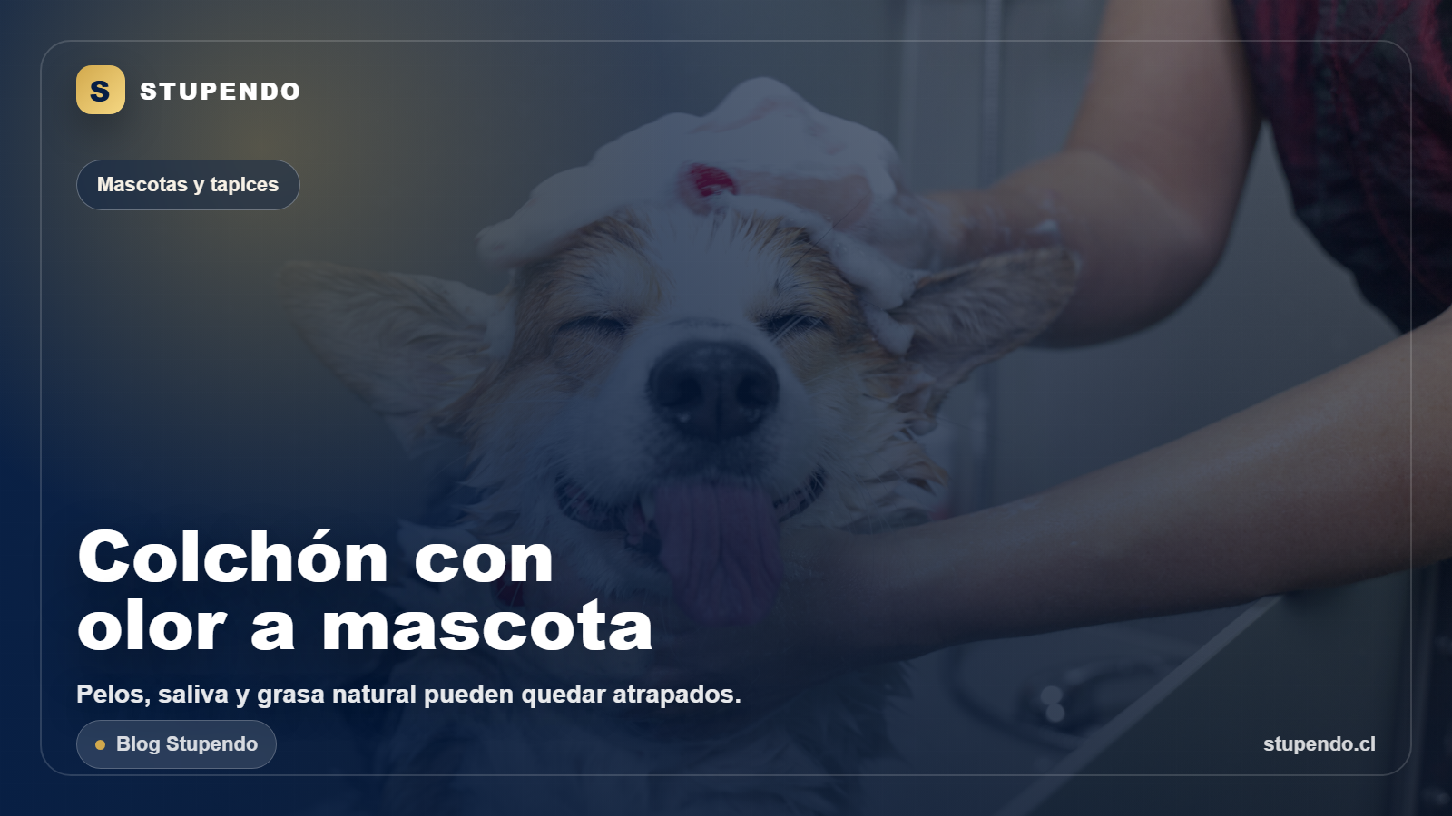 Colchon con olor a mascota: que conviene hacer