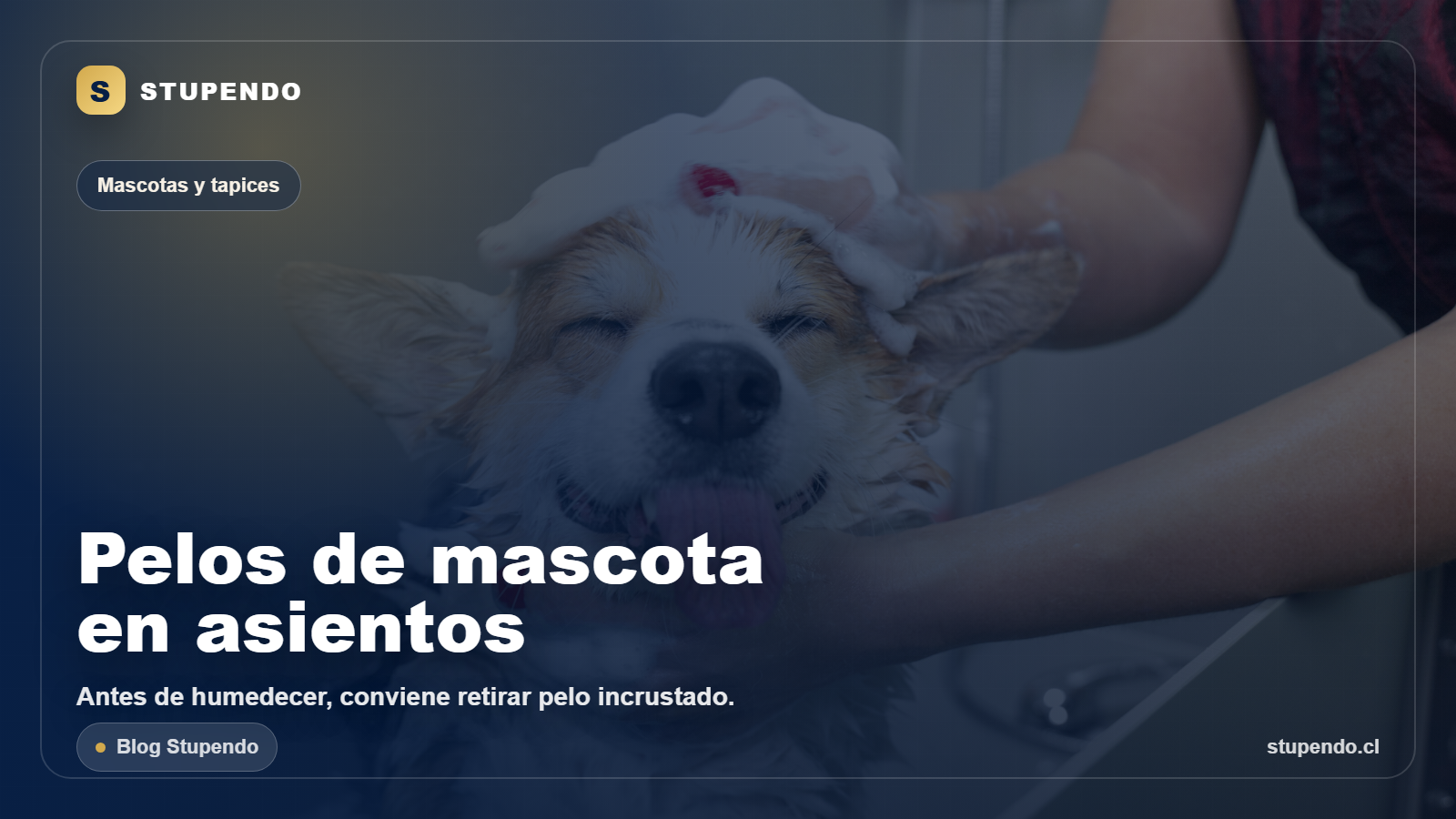 Limpieza de asientos de auto con pelos de mascota